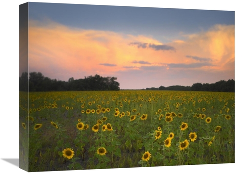 Global Gallery GCS-396849-1620-142 16 x 20 in. Common Sunflower Field 