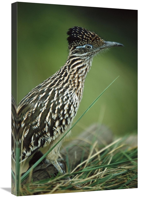 Global Gallery GCS-450824-2030-142 20 x 30 in. Greater Roadrunner Port
