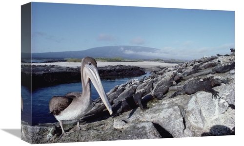 Global Gallery GCS-451157-1218-142 12 x 18 in. Brown Pelican Amid Colo