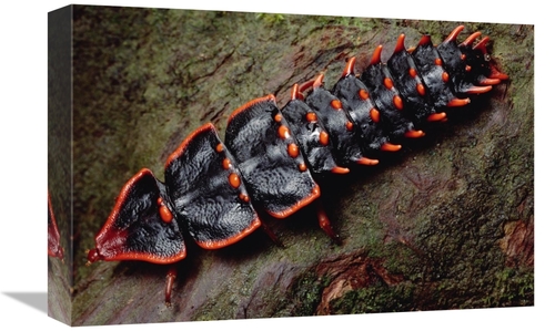 Global Gallery GCS-450980-1218-142 12 x 18 in. Net-Winged Beetle, 