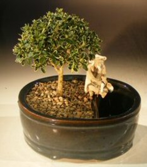 Flowering Mount Fuji Bonsai Tree Land/Water Pot- Small(serissa