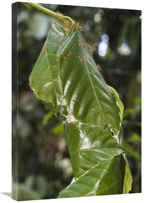 Global Gallery GCS-453641-2030-142 20 x 30 in. Weaver Ant Nest in Rain