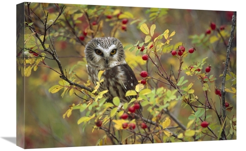 Global Gallery GCS-396918-1624-142 16 x 24 in. Northern Saw-Whet Owl P