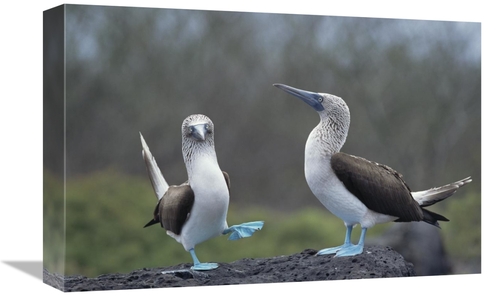 Global Gallery GCS-451783-1218-142 12 x 18 in. Blue-Footed Booby Court