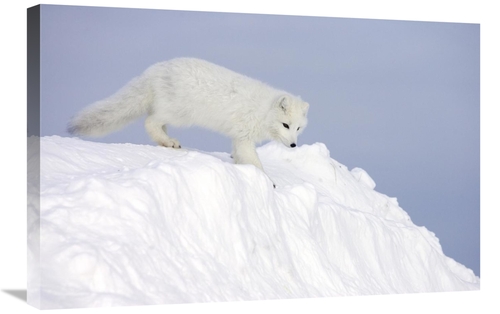 Global Gallery GCS-395400-2030-142 20 x 30 in. Arctic Fox on Snow Drif