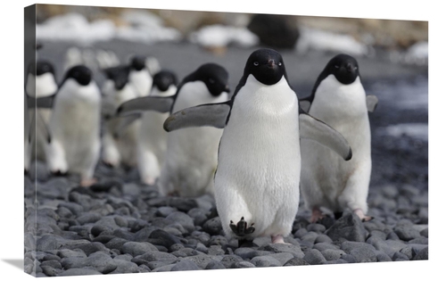 Global Gallery GCS-397732-2030-142 20 x 30 in. Adelie Penguin Group Ma