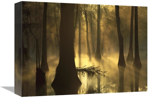 Global Gallery GCS-396946-1216-142 12 x 16 in. Bald Cypress Grove in F