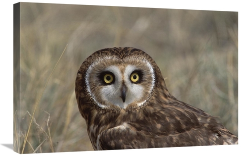 Global Gallery GCS-452352-2030-142 20 x 30 in. Short-Eared Owl Portrai