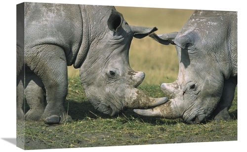 Global Gallery GCS-398468-1624-142 16 x 24 in. White Rhinoceros Close-