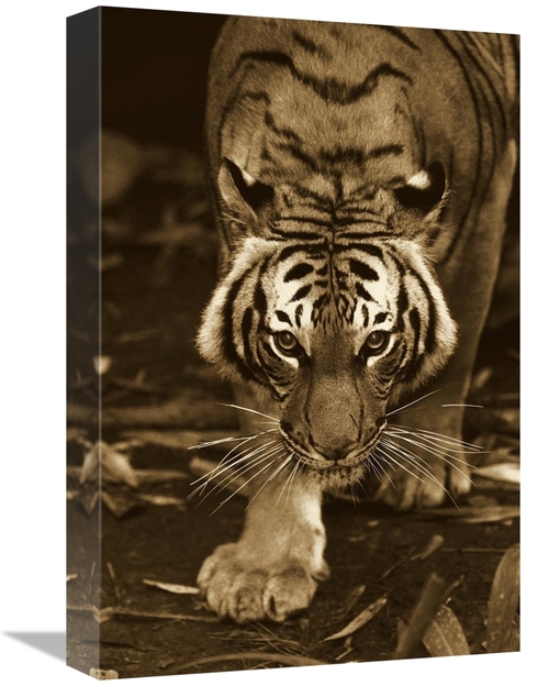 Global Gallery GCS-453660-1218-142 12 x 18 in. Bengal Tiger Approachin