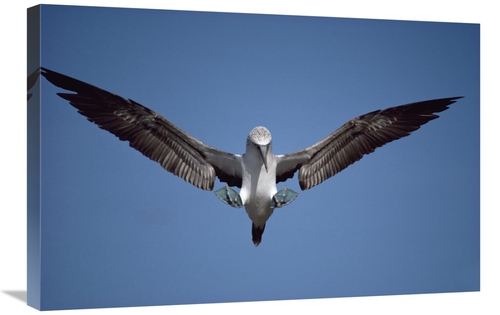 Global Gallery GCS-451139-2030-142 20 x 30 in. Blue-Footed Booby Court