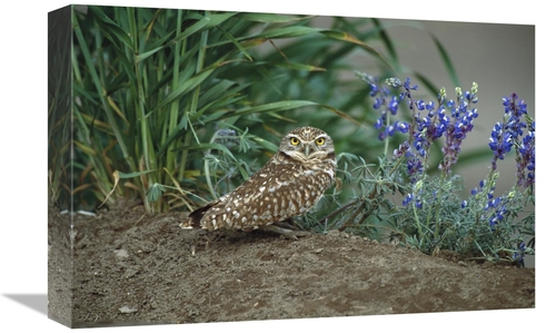 Global Gallery GCS-453296-1218-142 12 x 18 in. Burrowing Owl with Lupi