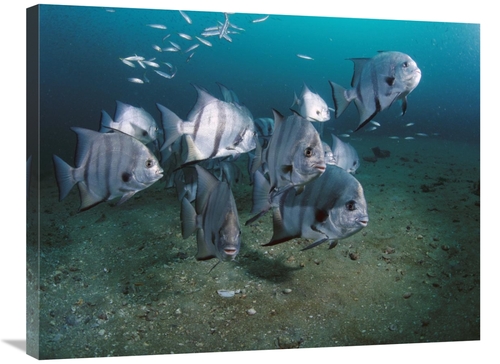 Global Gallery GCS-450975-2432-142 24 x 32 in. Atlantic Spadefish Scho
