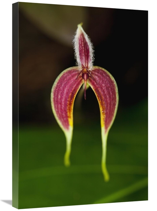 Global Gallery GCS-398537-2030-142 20 x 30 in. Orchid Flower, Saba