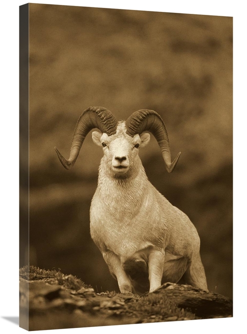 Global Gallery GCS-453676-2030-142 20 x 30 in. Dalls Sheep Ram on Rock