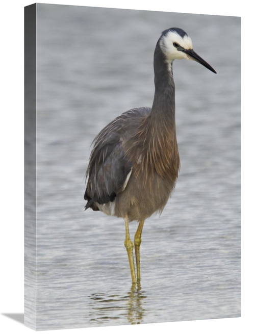 Global Gallery GCS-397487-1624-142 16 x 24 in. White-Faced Heron Wadin