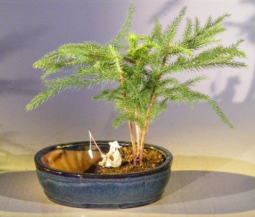 Norfolk Island Pine Bonsai Tree  Land/Water Pot- Medium (Araucaria