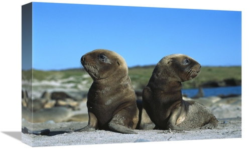 Global Gallery GCS-451621-1218-142 12 x 18 in. Hookers Sea Lion Pups P