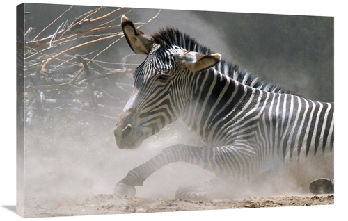 Global Gallery GCS-486651-36-142 36 in. Zebra in the Dust Art Print - 
