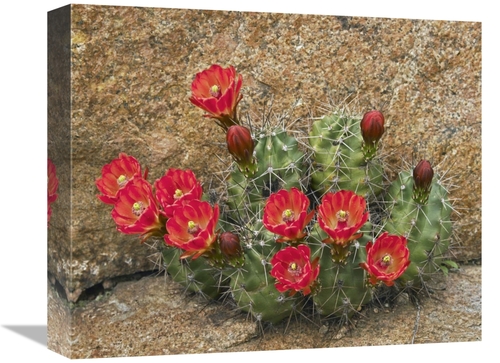 Global Gallery GCS-396008-16-142 16 in. Claret Cup Cactus Flowering&#4