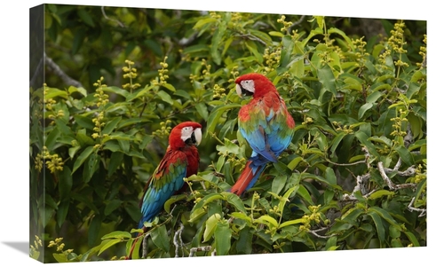 Global Gallery GCS-453226-1624-142 16 x 24 in. Red & Green Macaw Pair&