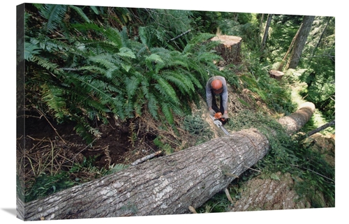 Global Gallery GCS-395772-2436-142 24 x 36 in. Loggers Clear Cutting T