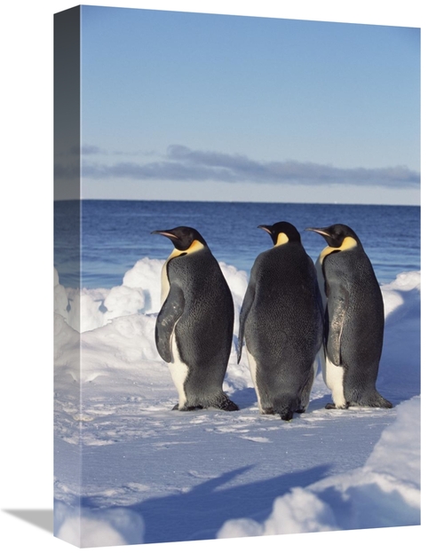 Global Gallery GCS-452325-1218-142 12 x 18 in. Emperor Penguin Trio on