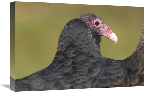 Global Gallery GCS-397332-1624-142 16 x 24 in. Turkey Vulture, How