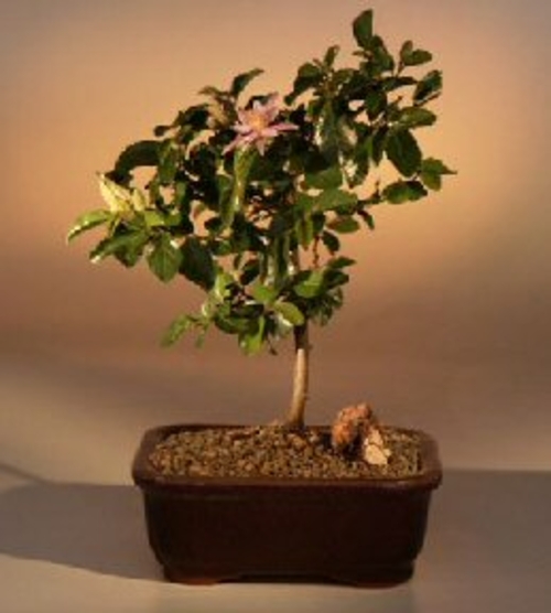 Flowering Lavender Star Flower Bonsai Tree - Medium(Grewia