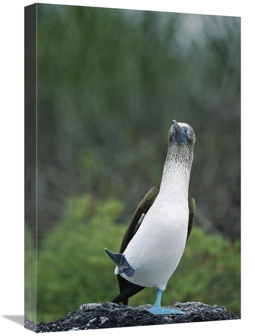 Global Gallery GCS-451739-1624-142 16 x 24 in. Blue-Footed Booby Male 