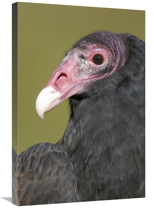 Global Gallery GCS-397333-2030-142 20 x 30 in. Turkey Vulture, How
