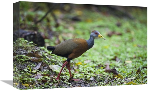 Global Gallery GCS-452669-1218-142 12 x 18 in. Grey-Necked Wood-Rail&#