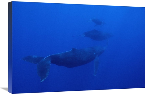 Global Gallery GCS-451029-2030-142 20 x 30 in. Humpback Whale Cow Calf