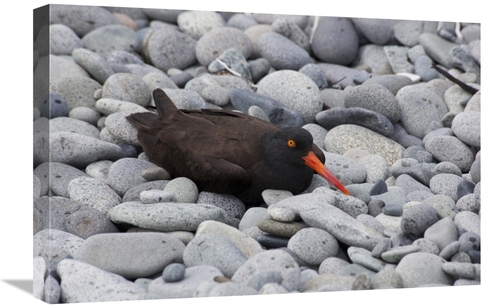 Global Gallery GCS-395445-1624-142 16 x 24 in. Black Oystercatcher on 