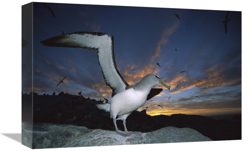 Global Gallery GCS-451683-1218-142 12 x 18 in. Salvins Albatrosses Ret
