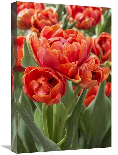 Global Gallery GCS-398367-1624-142 16 x 24 in. Tulip Grand Rapids Vari