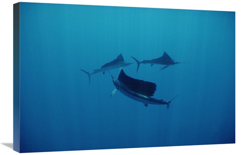 Global Gallery GCS-450740-2030-142 20 x 30 in. Pacific Sailfish Trio S