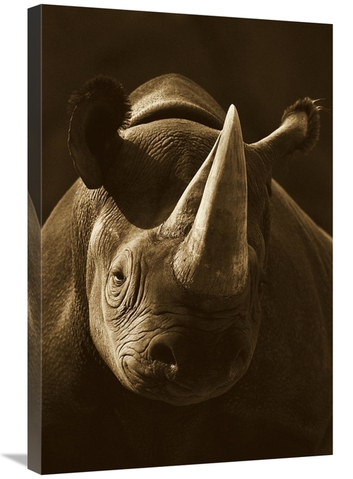 Global Gallery GCS-453662-2030-142 20 x 30 in. Black Rhinoceros Portra