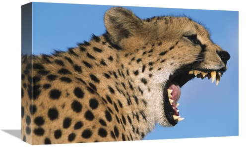 Global Gallery GCS-395290-1218-142 12 x 18 in. Cheetah Yawning, Na