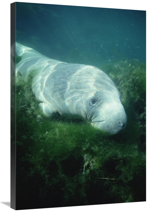 Global Gallery GCS-451063-2436-142 24 x 36 in. West Indian Manatee For