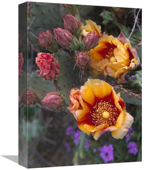 Global Gallery GCS-395993-1216-142 12 x 16 in. Opuntia in Bloom, N