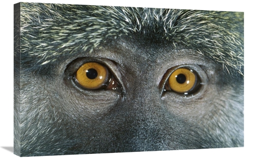 Global Gallery GCS-395709-2030-142 20 x 30 in. Allens Swamp Monkey Det