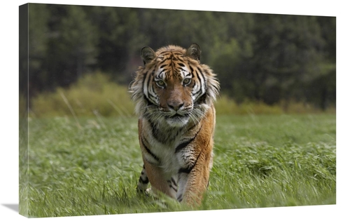 Global Gallery GCS-396413-2030-142 20 x 30 in. Siberian Tiger Walking&