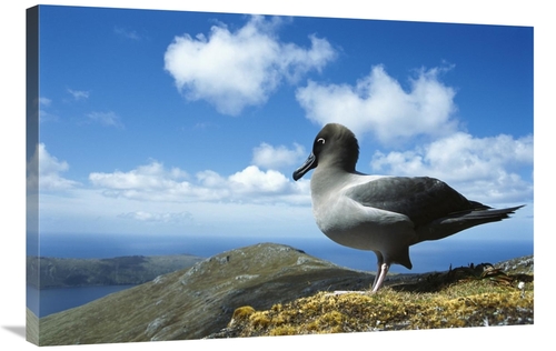 Global Gallery GCS-451619-2436-142 24 x 36 in. Light-Mantled Albatross