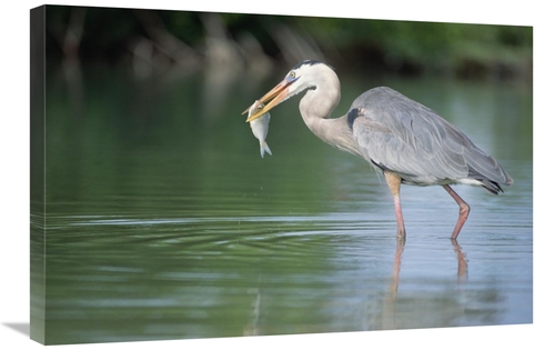 Global Gallery GCS-451150-2030-142 20 x 30 in. Great Blue Heron Fishin