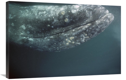 Global Gallery GCS-451693-2436-142 24 x 36 in. Gray Whale Curious Adul