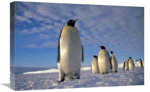 Global Gallery GCS-395626-1624-142 16 x 24 in. Emperor Penguin Group&#