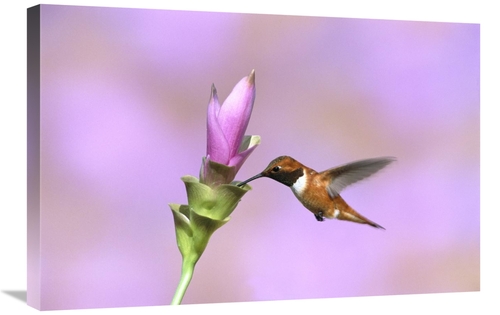 Global Gallery GCS-453274-2030-142 20 x 30 in. Rufous Hummingbird Male