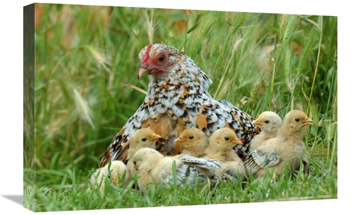 Global Gallery GCS-395371-1624-142 16 x 24 in. Fowl with Chicks Art Pr