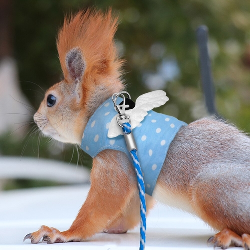 Soft Rabbit Hamster Vest Harness and Leash Set
